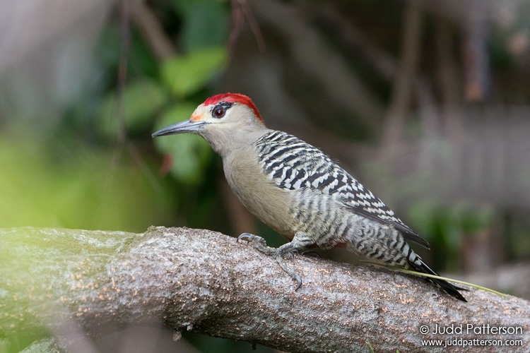 West Indian Woodpecker, South Abaco, Abacos, Bahamas
